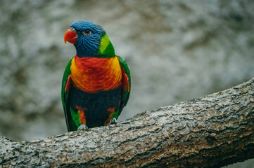 Portrait eines Regenbogenlori (Trichoglossus moluccanus) auf einem Zweig