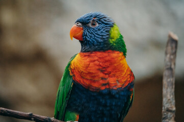 Portrait eines Regenbogenlori (Trichoglossus moluccanus) auf einem Zweig