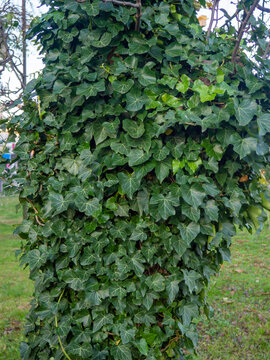 Ivy curls around a tree trunk. Bright green ivy leaves. Background from beautiful leaves. Leaves of an unusual shape. © Aleksandr