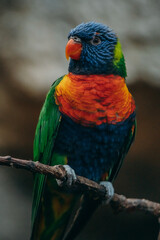 Portrait eines Regenbogenlori (Trichoglossus moluccanus) auf einem Zweig