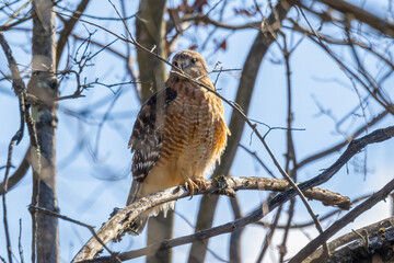 hawk on a branch