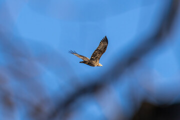 eagle in flight