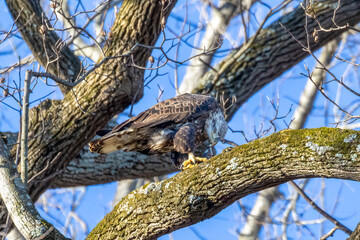 bird on a branch