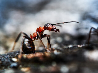 A worker ant /Formica rufa/ in its natural forest habitat in close-up