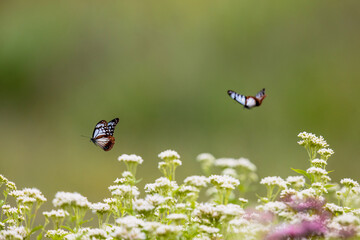 フジバカマの花畑を飛ぶアサギマダラ