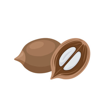 Vector illustration, babassu palm nut, isolated on white background.