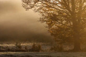 Beautiful colourful landscape in autumn season with rays of light in. forest. Romania