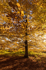 Beautiful colourful landscape in autumn season with rays of light in. forest. Romania