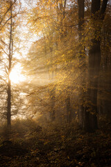 Fototapeta premium Beautiful colourful landscape in autumn season with rays of light in. forest. Romania