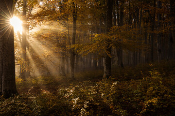 Fototapeta na wymiar Beautiful colourful landscape in autumn season with rays of light in. forest. Romania