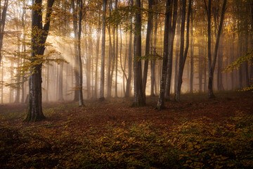 Beautiful colourful landscape in autumn season with rays of light in. forest. Romania