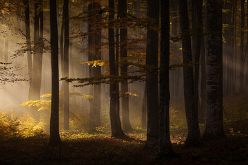 Beautiful colourful landscape in autumn season with rays of light in. forest. Romania