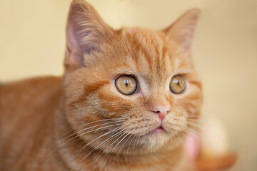 Closeup photography of ginger kitten on beige background.