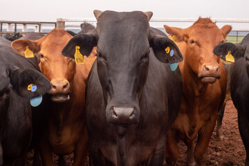 cow staring with flock behind