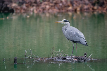 Grey Heron - Ardea cinerea, large common gray heron in Sweden.