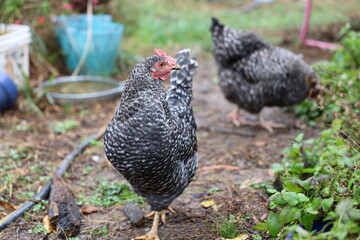 Backyard Chickens