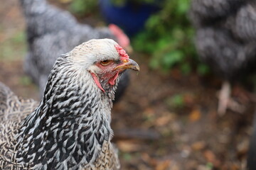 Backyard chicken