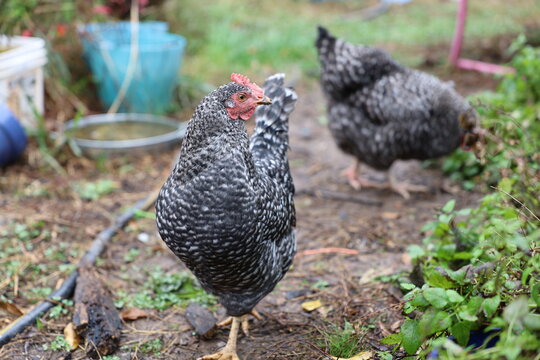 Backyard Chickens
