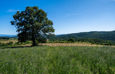 Fototapeta premium Beautiful landscape photography of nature. The natural landscape, the beauty and majesty of green meadows and forests.