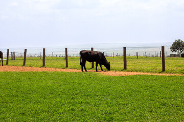 Fototapeta na wymiar cattle on the edge of the fence