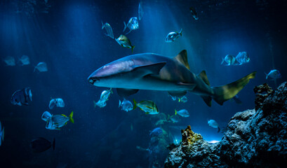 Fototapeta na wymiar nurse shark inside aquarium 