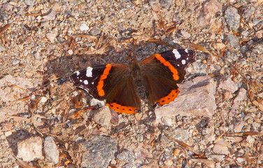 Der Schmetterling Admiral sitzt im späten Sommer auf dem Boden und wärmt sich in den...