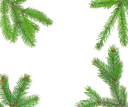 Christmas tree branches isolated on a white background. Christmas frame.