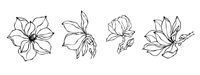 A set of botanical linear sketches of colors and buttons of magnolia. Vector graphics.