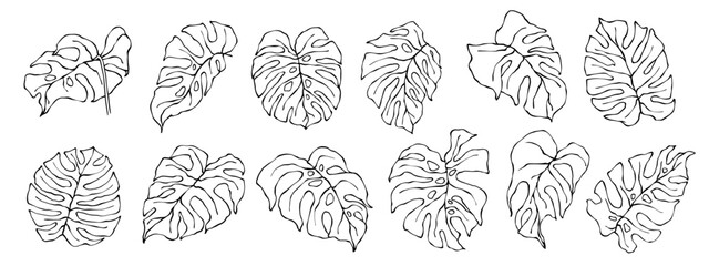 The collection of linear sketches of tropical leaves is monsters.
Vector graphics.