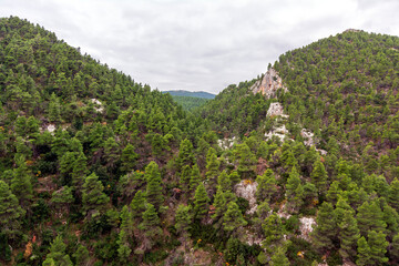 Fir forest background view. Coniferous trees and woods on the mountain near Avlonas, Greece