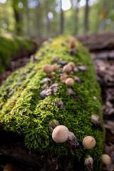 Faszination Pilze, Wanderung im herbstlichen Grunewald, Berlin
