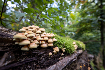 Fototapeta premium Faszination Pilze, Wanderung im herbstlichen Grunewald, Berlin