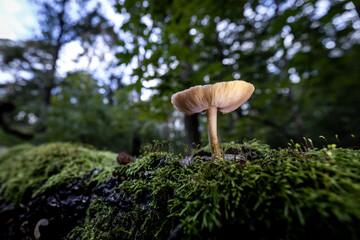 Faszination Pilze, Wanderung im herbstlichen Grunewald, Berlin