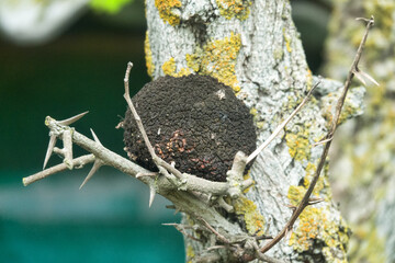 Forest pathology (phytopathology). Gall apple. Bacterial tumor of Agrobacterium tumefaciens,...