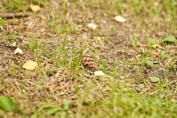 grass
lawn
greens
green meadow
lawn
grass on the ground
green grass