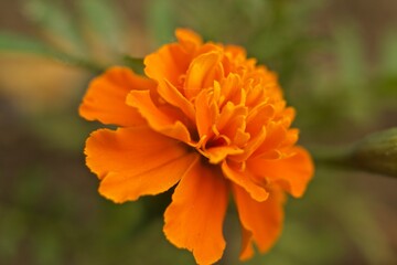 flowers
flower
flower bed
orange flowers
yellow flowers
purple flowers