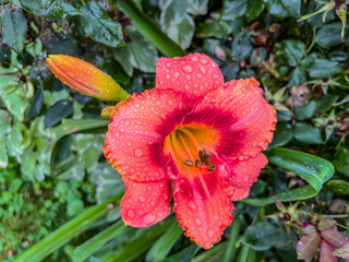 Lily in the Rain on a July Day, York City, Pennsylvania USA