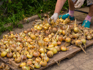 the girl sorts out the onion for storage