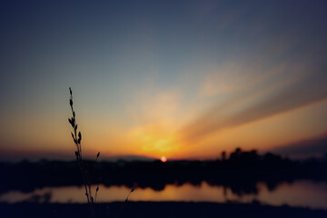 日没と雑草のシルエット