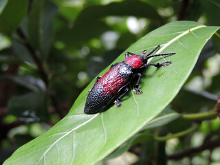 bug on green leaf