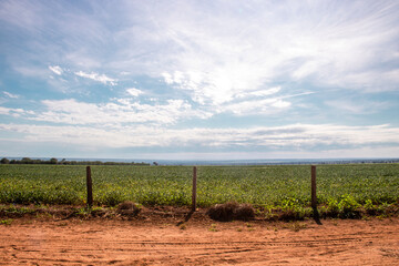 soy field behind dirty road