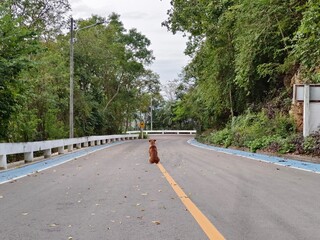 Asian dog on downhill road