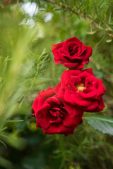 Three red roses next to a rosemary plant with green background