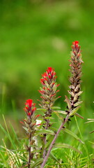 Indian paintbrush flower in Cotacachi, Ecuador