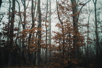 Obraz premium Spooky looking fog covered forest in autumn