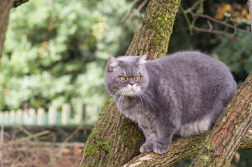 sad gray british cat with yellow eyes, favorite pet climbs trees