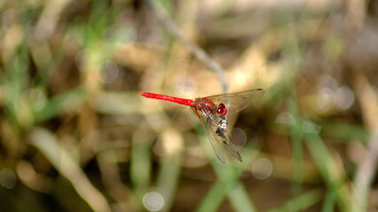 Red dragonfly perched on a twig in Cotacachi, Ecuador