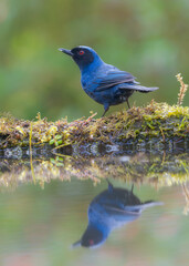 Masked Flowerpiercer, passeriformes, thraupidae, Ecuador

