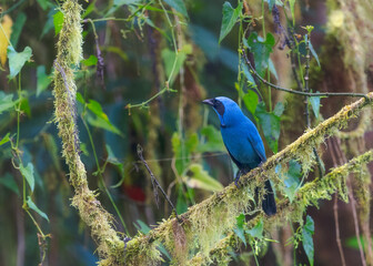 Turquoise Jay, passeriformes