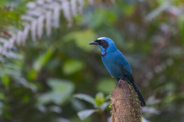Turquoise Jay, passeriformes
